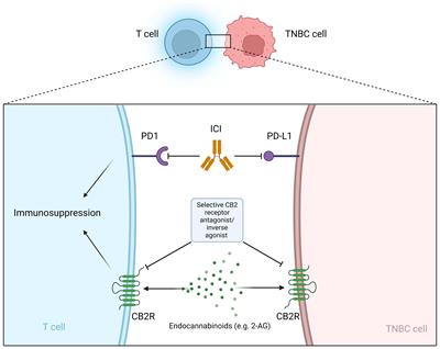 Cannabinoids and triple-negative breast cancer treatment